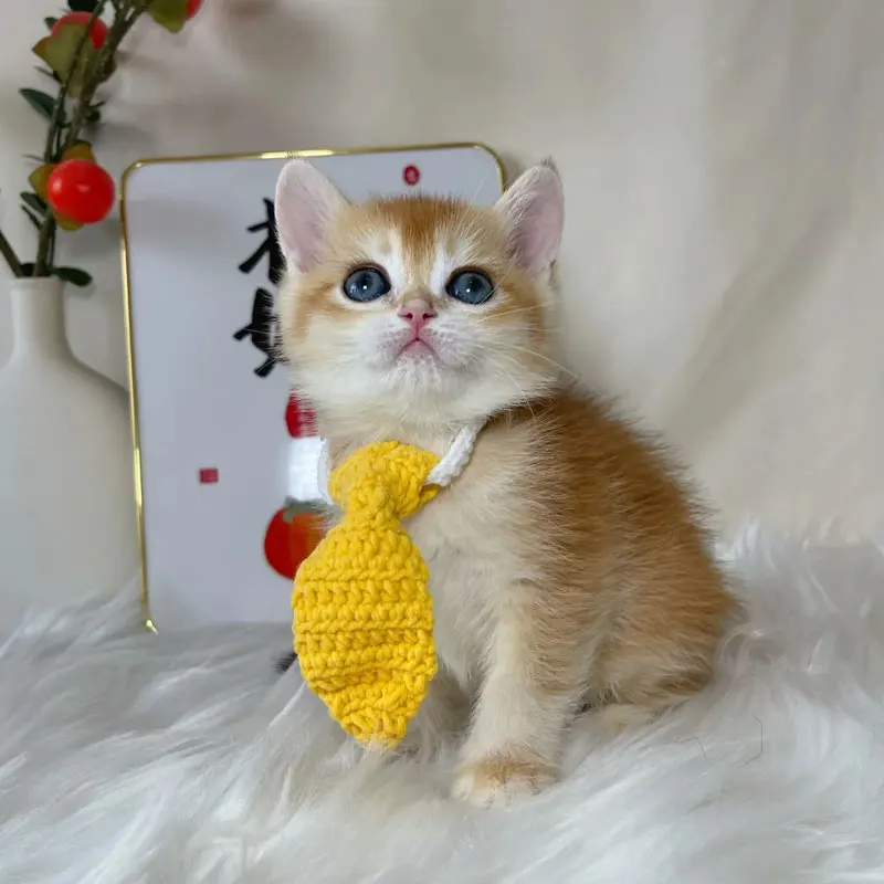 بحتة اليد الكروشيه الحيوانات الأليفة التعادل لينة مرنة القط ربطة القوس فيونكة شتاء دافئ الحيوانات الأليفة الملحقات الكلب مريلة طوق الطرف الديكور