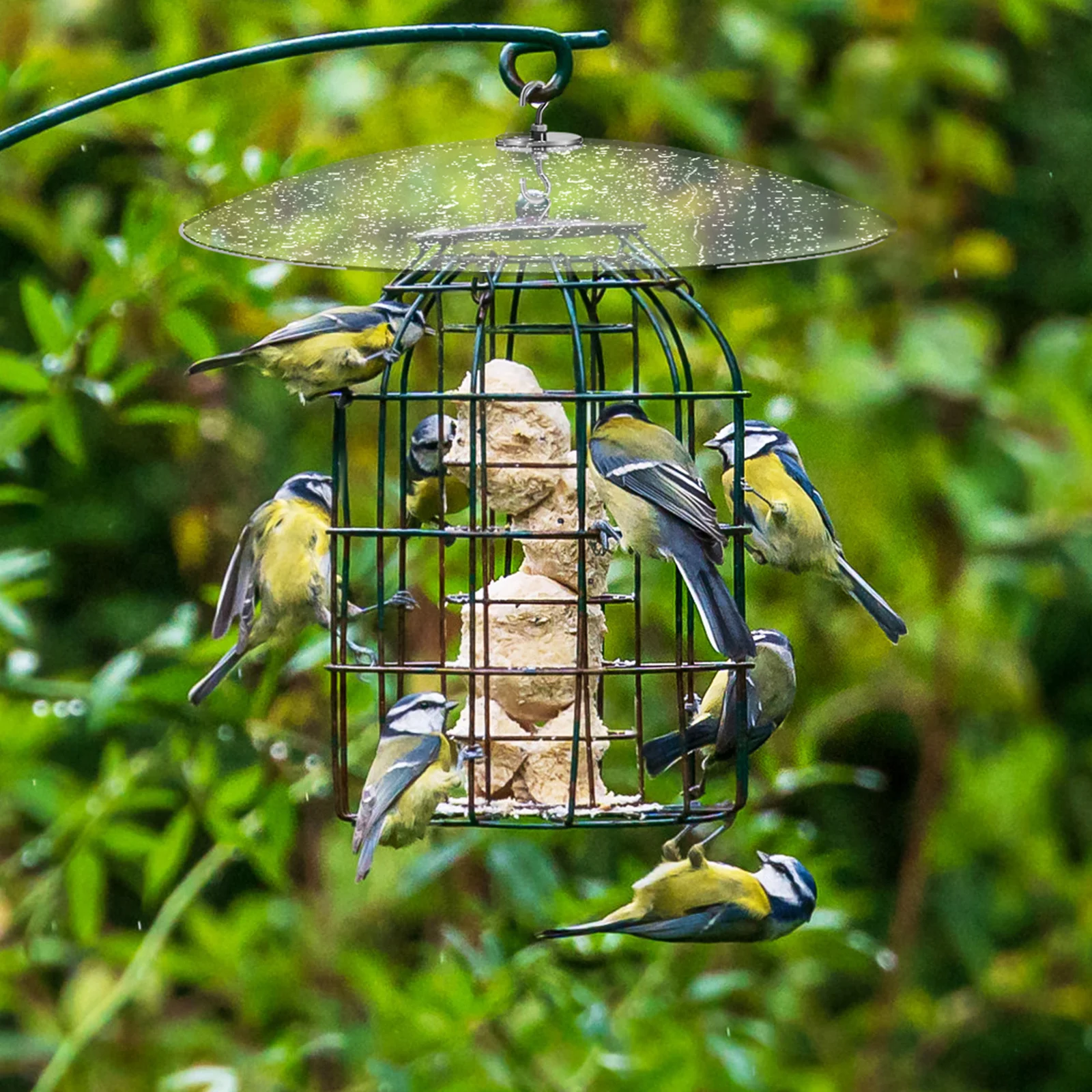 

Squirrel Baffle for Bird Feeder Large Transparent Cover Rainproof Protective Dome Outdoor Feeder Part Sturdy Plastic and Iron