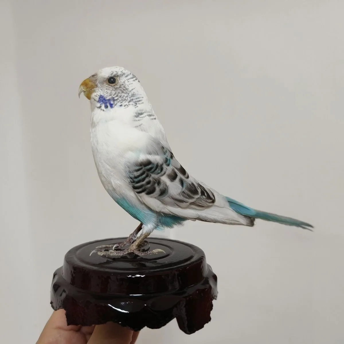 1 PC Real Parrot Specimen Stuffing Melopsittacus Budgerigar Budgie Home Decoration Special Gifts