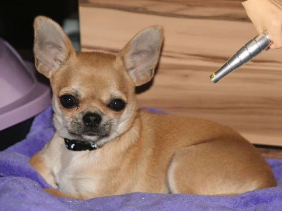 

Post-Op Cold Laser Device for Pets Incision Healing Reduce Scarring Lick Prevention Safe Home Recovery System