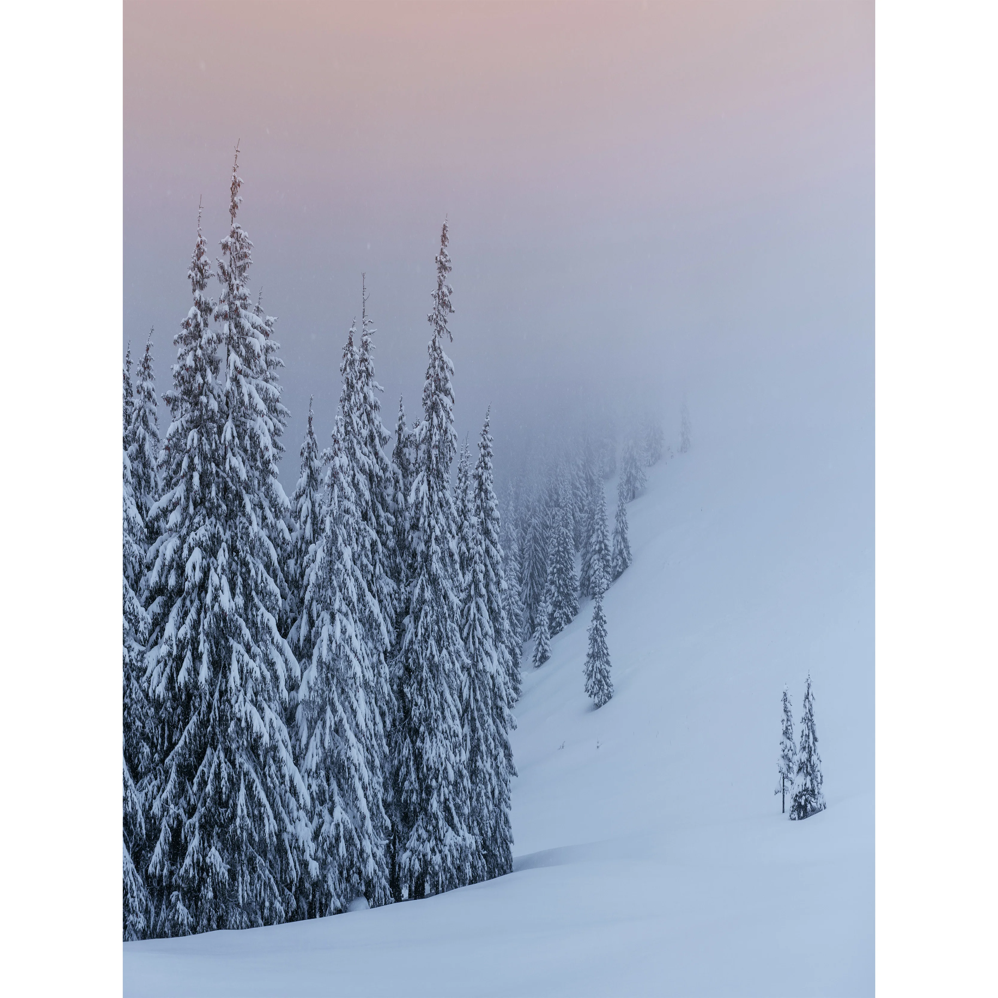 XD-13พื้นหลังรูปต้นไม้เกล็ดหิมะป่าหิมะสำหรับฤดูหนาวภาพพื้นหลังเบลอภาพภูมิทัศน์