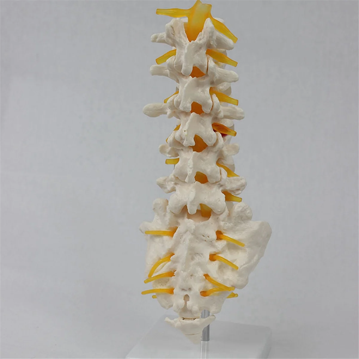 SLQZT Teaching Equipment Model 5-Segment Lumbar Spine with Sacral Accessory Orthopedic Teaching Display Teaching Aids