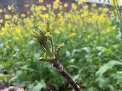 MJX 14211 varilla de dirección delantera de Metal enlaces de dirección 1/14 RC accesorios de piezas de actualización de coche