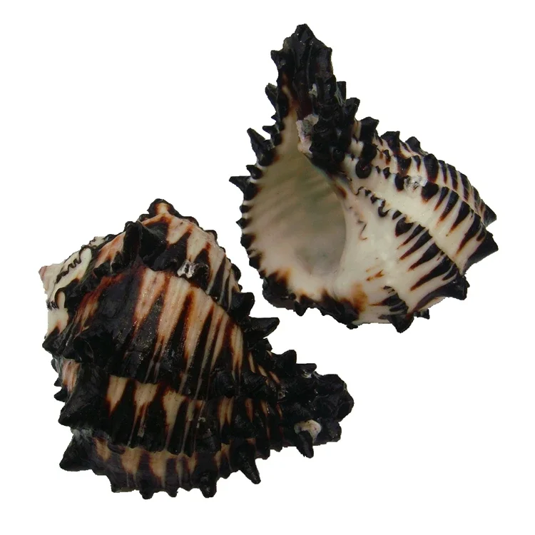 

Natural Conch Shell Black Zebra Snail American Black Snail