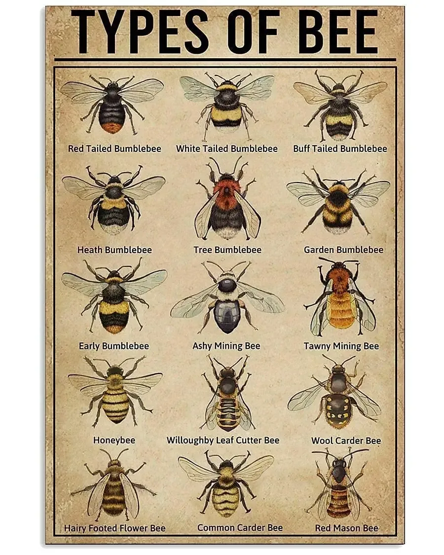 

Types Of Bee Posters Metal Signs Bee Knowledge Popular Science Guide Room Club Farm Wall Decor 12x18 In