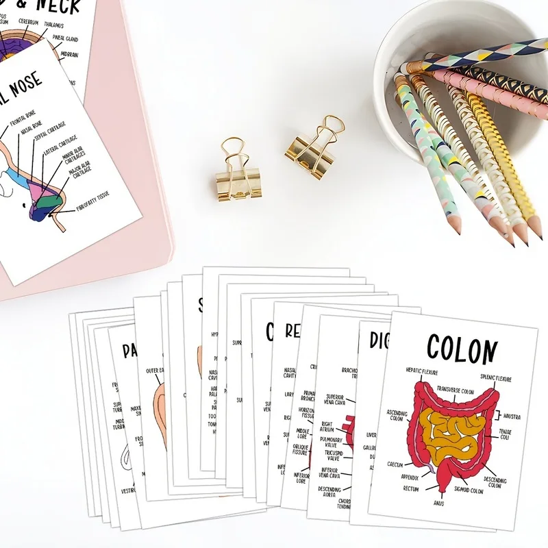 30 PCS Human Anatomy Flash Cards, Illustrated Labeled Organ Cards for Nursing, Biology & Physiology Students