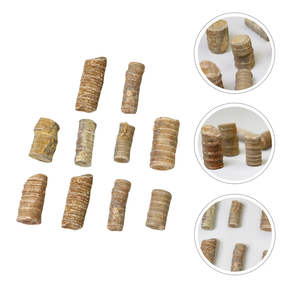 

10 Pcs Crinoid Stem Practical Decoration Paleontology Desktop Ornament