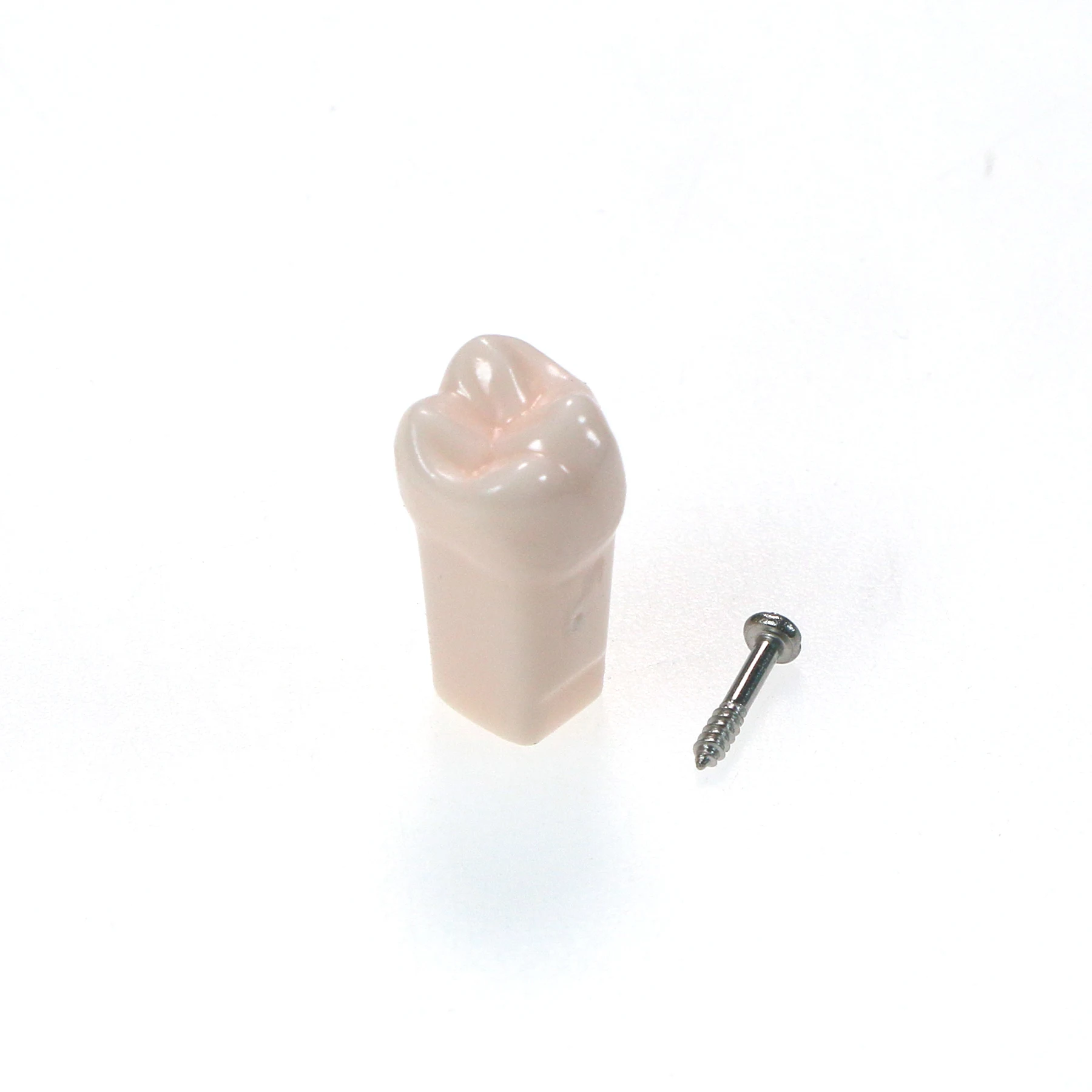 

10Pcs M8024-16# UR6 Dental Model fit Kilgore NISSIN 500 Type 28Pcs Removable Teeth Screw-in Practise Study
