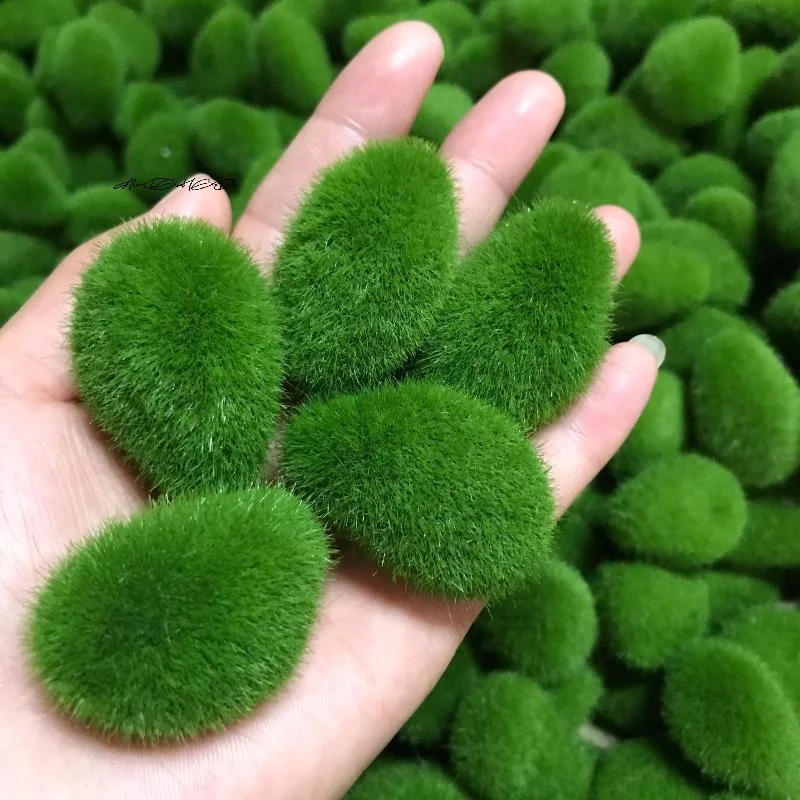 5/10 Buah Batu Lumut Busa Hija - Preserved Moss Sheet ulasan dan harga