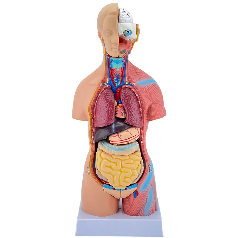

Human anatomy model organ detachable medical teaching heart visceral model toy trunk system structure diagram