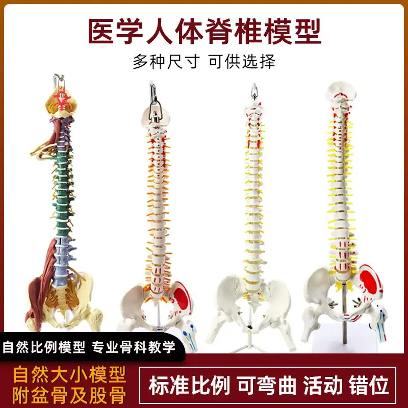 Human Skeleton Lumbar Spine Cervical Simulation Spine Anatomy Flexible Medicine Neuroskeletal Teaching Spine Model