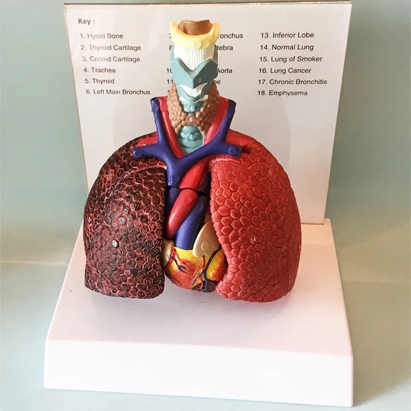 Human Anatomy Throat Heart Lung Model Larynx Trachea Lymph Node Medical Thoracic Surgery Teaching