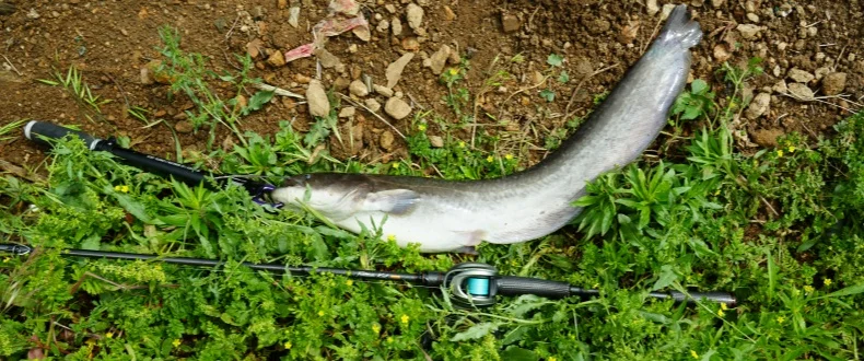 Kingdom BFS Baitcasting-Rolle 128g/130g Ultraleicht 7,6:1 Übersetzungsverhältnis 6+1BB Magnetische Bremse Max. Bremskraft 4kg/6kg Süßwasser-Angelrolle – Detail 2