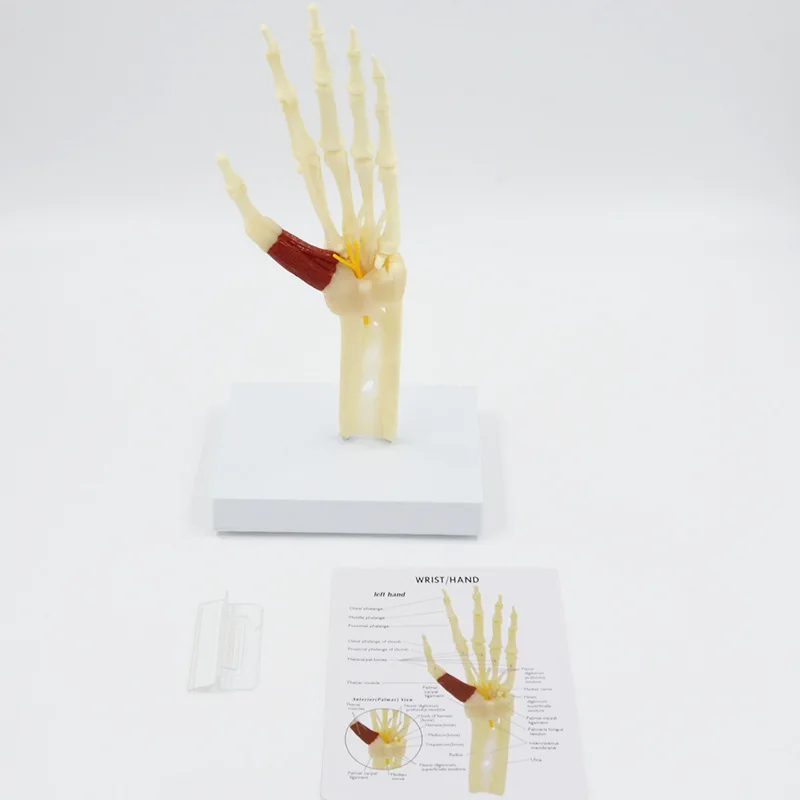 Human Hand Bone Model with Palm and Wrist Bones for Medical Teaching and Study