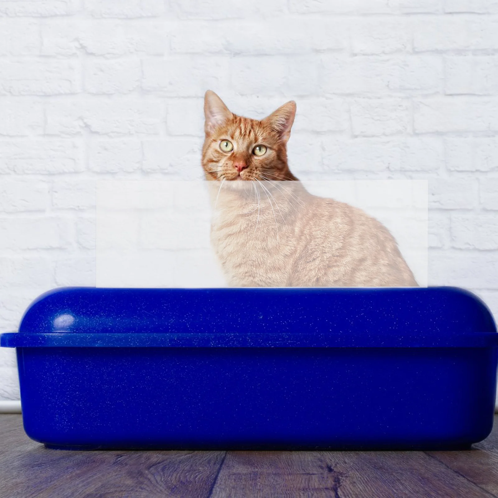 

3pcs Litter Pan Protector Anti Splash Cat Litter Box Shield Heavy Duty Plastic Enclosure For Open Top Large Pet Toilet Supplies