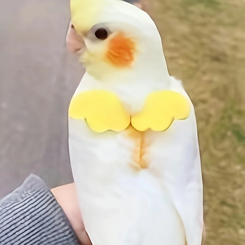 Parrots release rope, tiger skin, peonies, Xuan Feng birds use little angel suspenders to walk birds, pull and release ropes