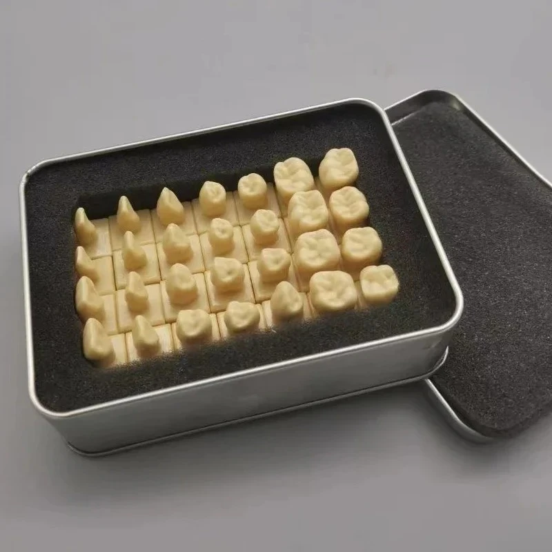 Dental Student Practice Study Tools Dentist Materials Dentistry Training Times Comparison Carving Teaching Permanent Tooth Model