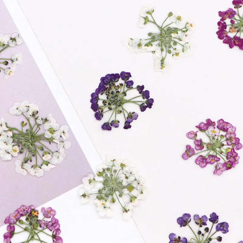 1-2.5CM/ Real Natural Dried Pressed Flowers,Small Dry Press Sweet Alyssum Flower Head for Epoxy Resin,Nails,Invitation Card