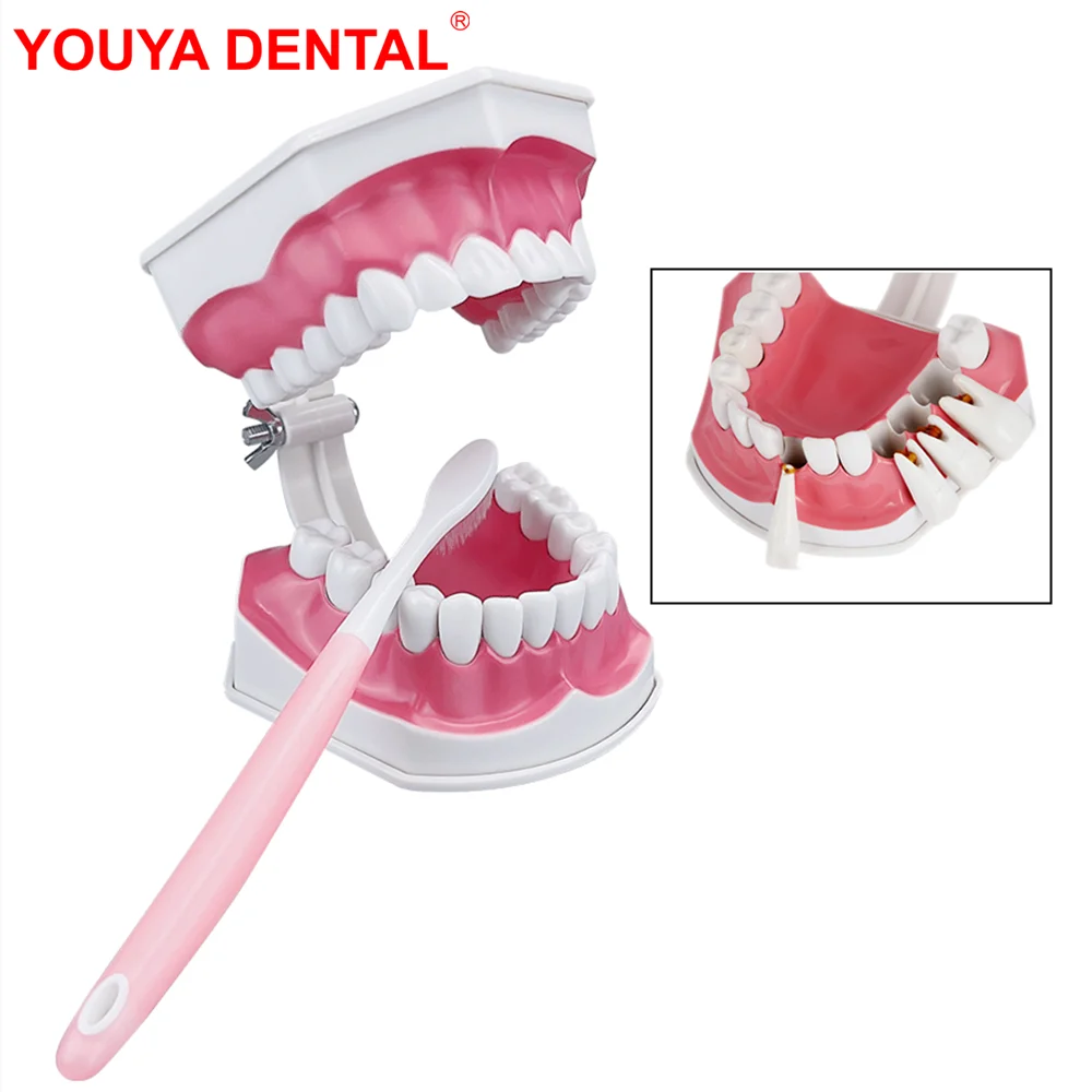 

Plastic Teeth Model With Toothbrush Removable Dental Model Teeth Brushing Model For Studying Teaching Education Demonstration