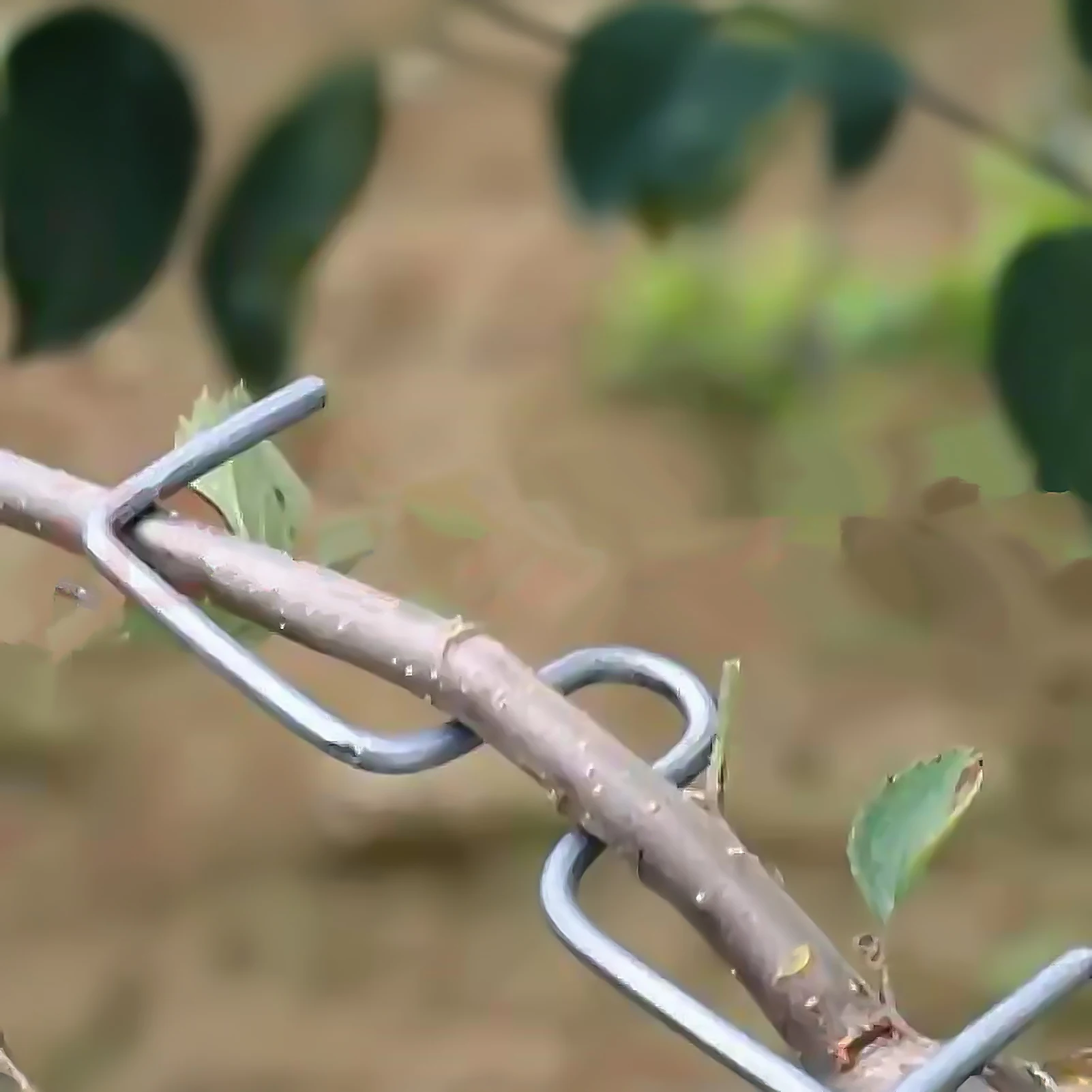 Pressstreuer für Obstbaumzweige verbessern die Herstellung von Obst für Zubehör für das Wachstum von Obstbaumwachstum