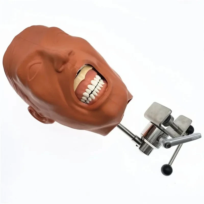 Dentals Manikins Phantom Head Model Simulation Training Teeth Model for Dentals Teaching