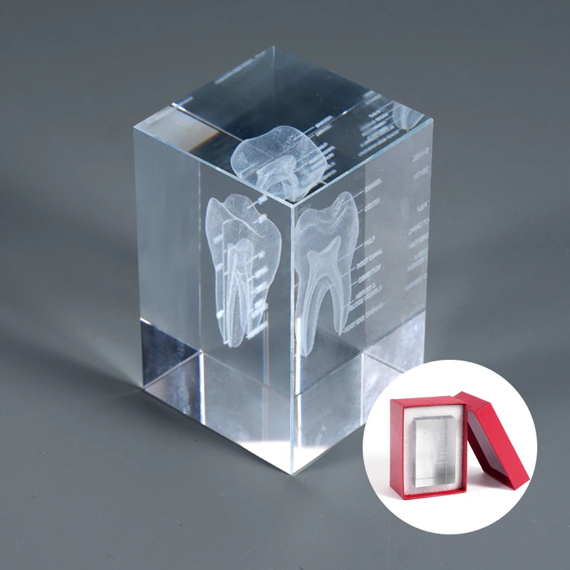 1PC Crystal Carved Dental Model, Oral Resin Dental Model, Dental Anatomy Teaching Model, Dental Consumables