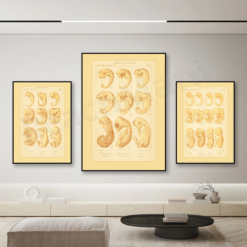 Mammal, Reptile Embryo Poster - Sauropod - Dried Reptile - Turtle Sea Urchin - Gibbon - Dolphin, Dog - Hare - Man - Wildlife