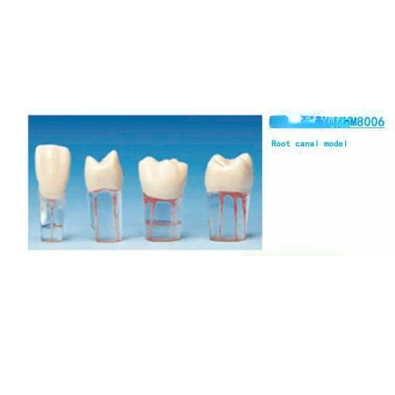 Dental Endo Training Block Tooth Endodontics Root Canal Model Dentistry Students Practice Medullary Pulp Cavity Clear Resin