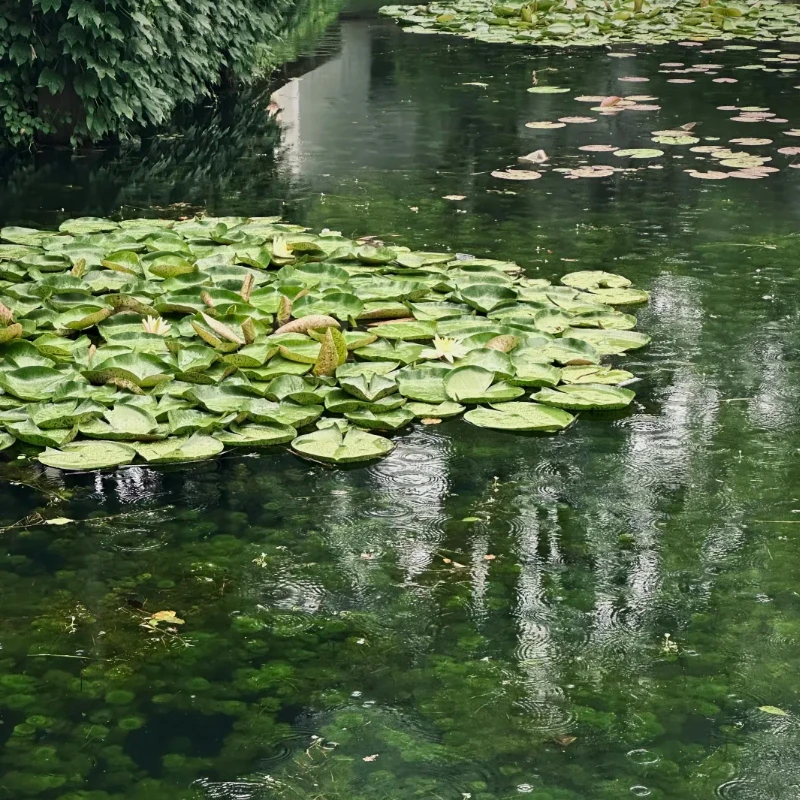 

SURPASS HOBBY Brushless Motor 2-5S C2838 For RC Aircraft Plane Multicopter Brushless Outrunner Motor