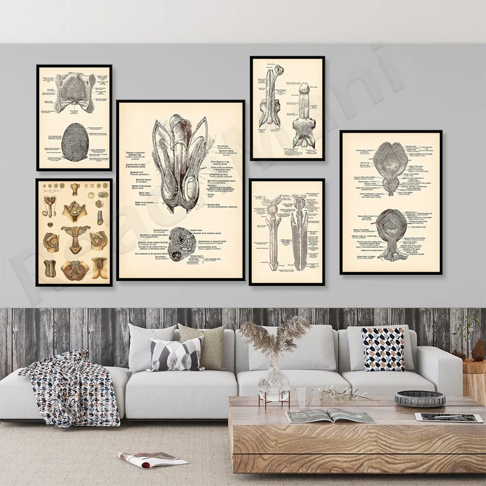 Male and female reproductive system penis anatomy poster, pelvic floor map print anatomy poster, uterus, doctor's office clinic