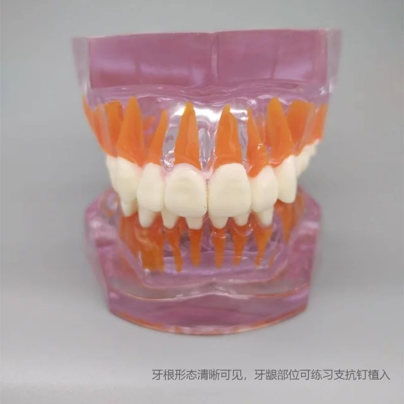 Normal Dental Model Pink Transparent Standard Teeth Jaw Model Typodont For Dentist Student Teaching Study Demonstration Tools