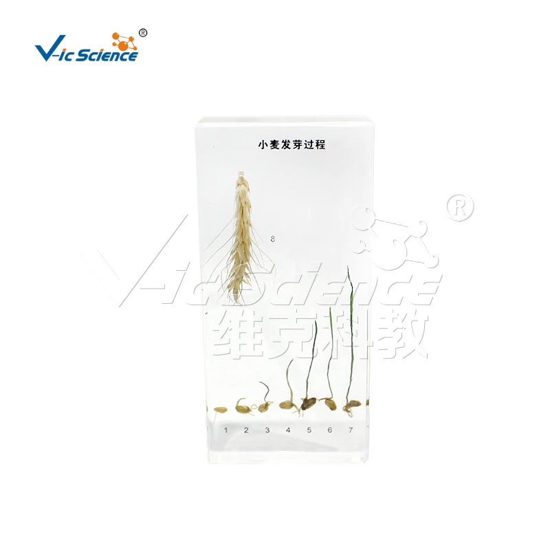 Resin Embedding Wheat Germination Process Specimen