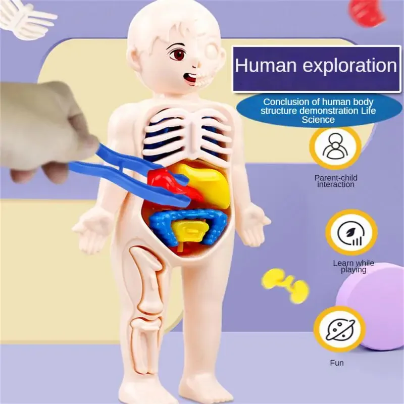 14-Piece Set Children's Science and Education Human Body Organ Model Assembled Early Education Toys image 2