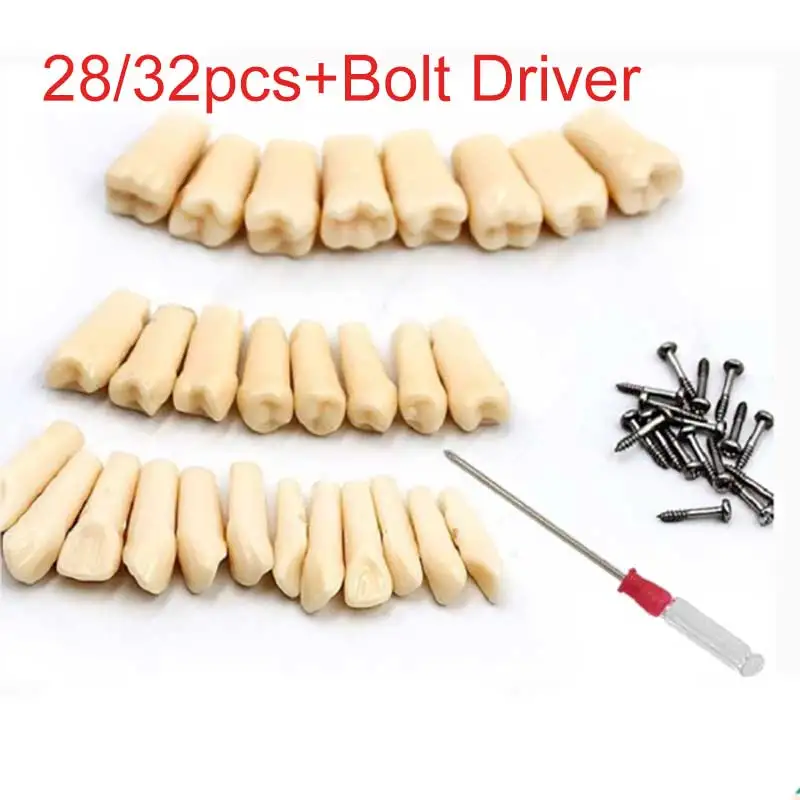 28/32Pcs Teeth Dental Simulation Tooth Grain Resin Simulation Tooth Full Mouth Dental Tools