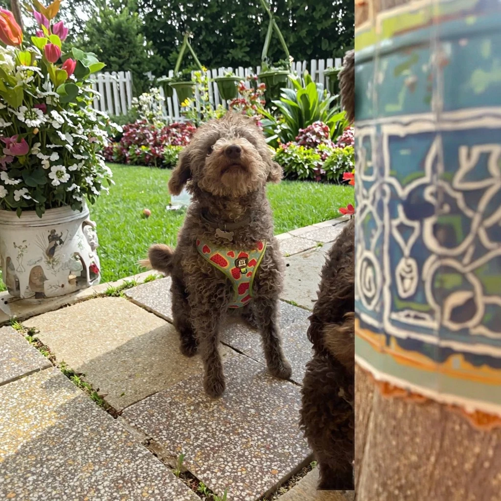 Thumbnail 4 - #5 Trending Dog Walking Bags Right Now