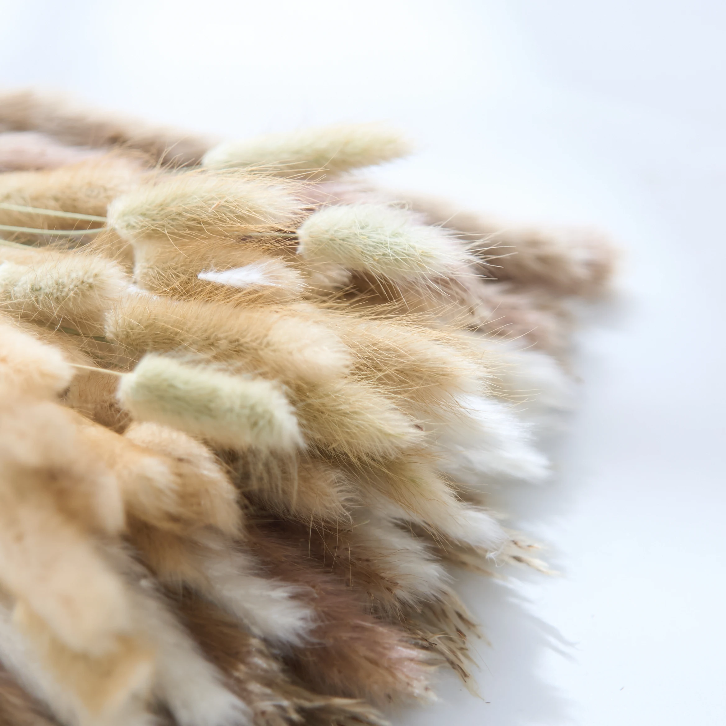 Boho Natural Bunny Tails Pampas Grass Bridal Bouquet Autumn Christmas Halloween Decoration Preserved Dried Flower Arrangement