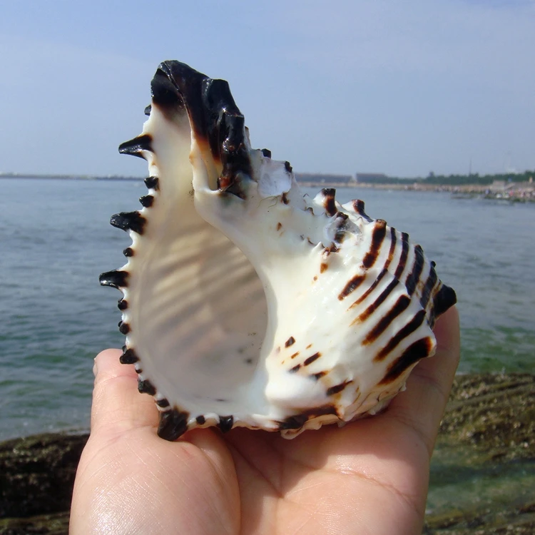 Natural Black Zebra Rock Shell, Black Murex shell,Tank Landscape, Creative Home Decor