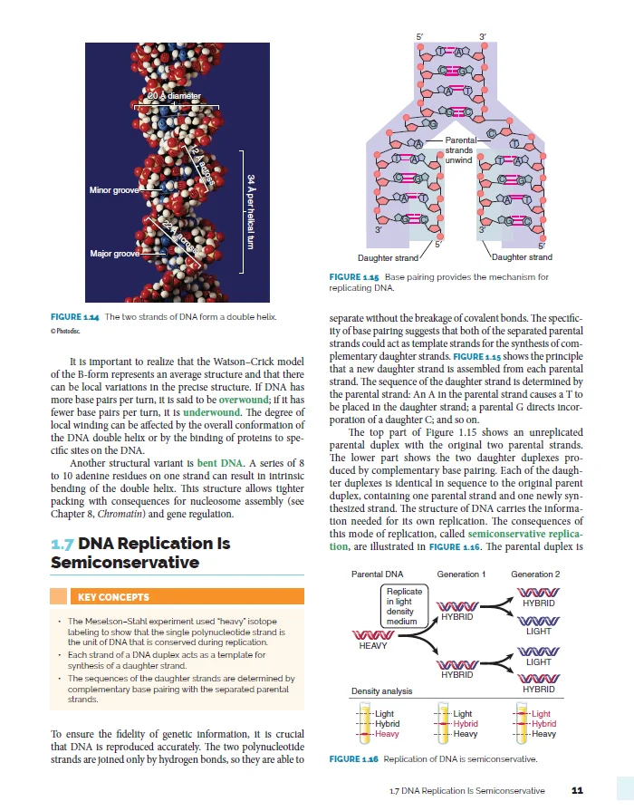 Гены Левина XII 12-е издание