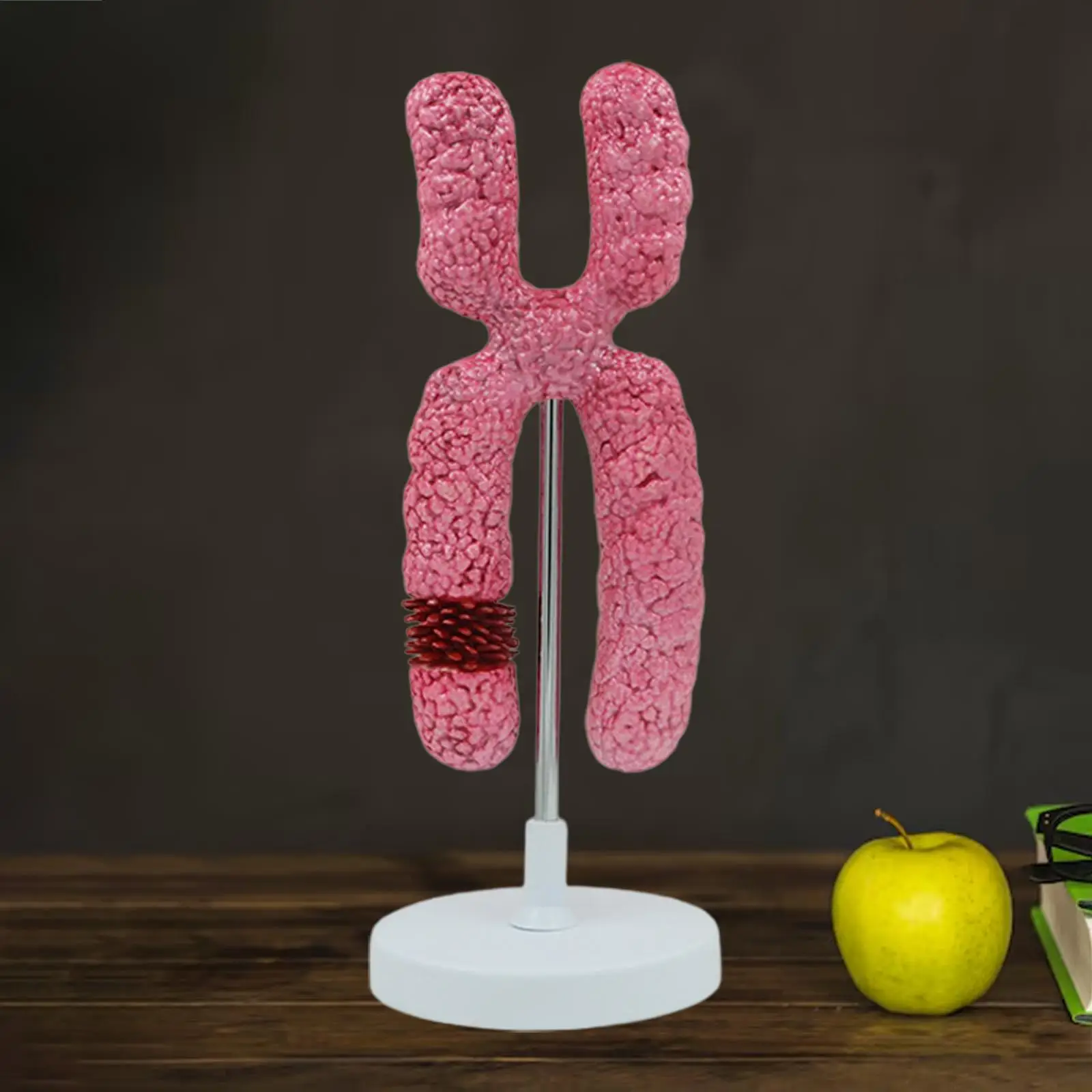 

x Chromosome Model,Meiosis Organelle , Meiosis Submicroscopic Structure for Classroom