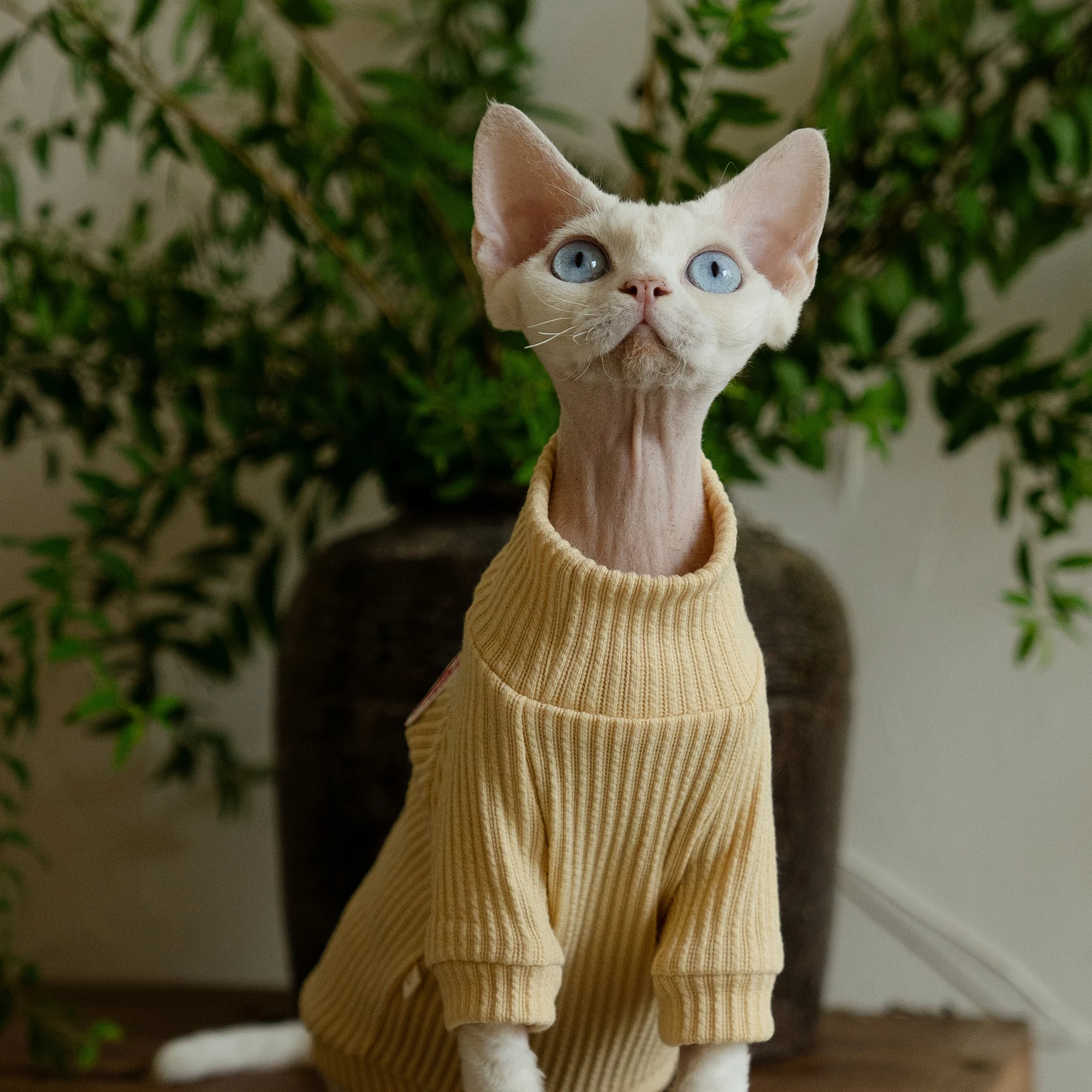 High-necked Light Yellow Shirt for Sphynx Cat Long Sleeves Cotton Undercoat Winter for Kittens Soft Pajamas for Devon Rex Spring