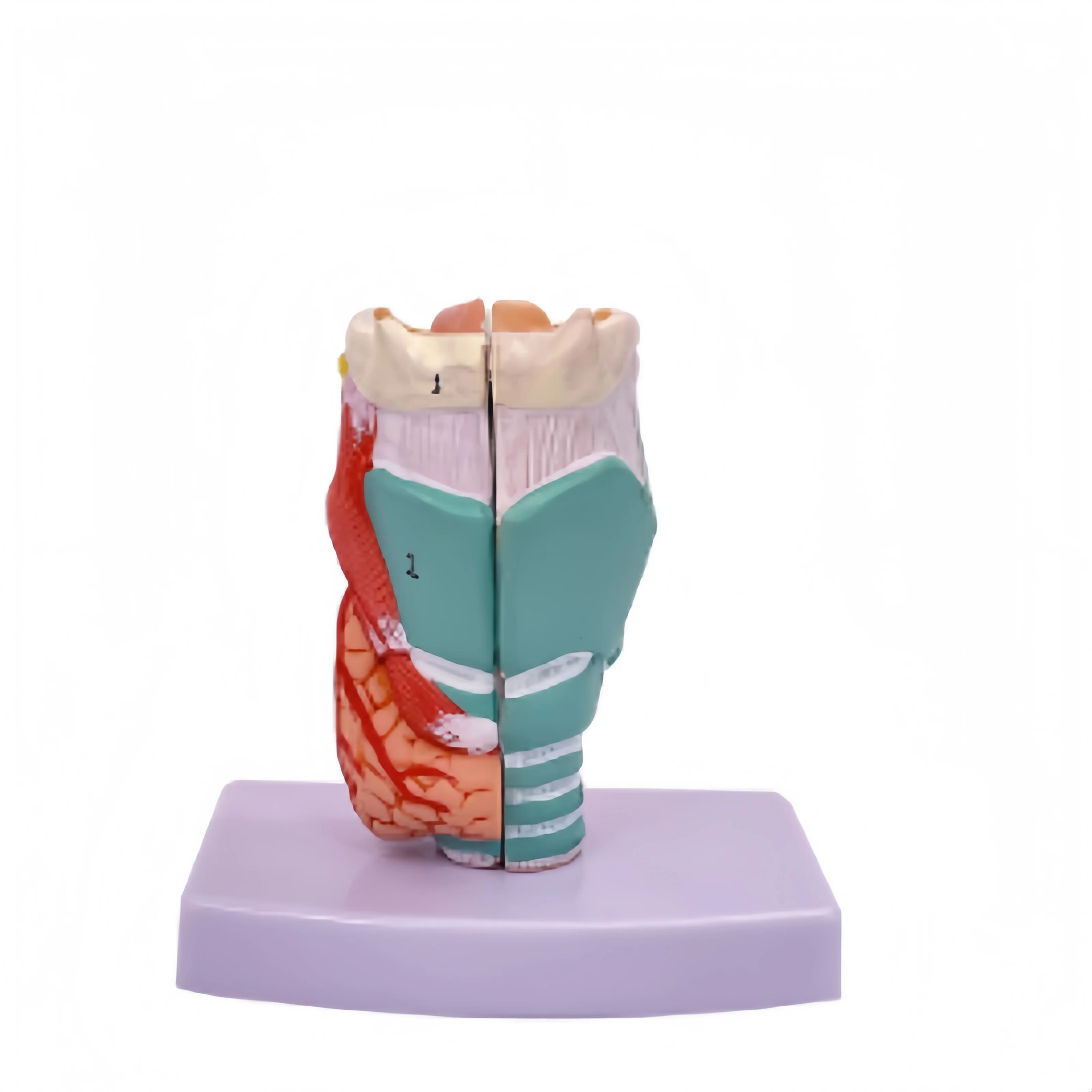 High quality factory direct natural large throat anatomical model can be split into 2 parts