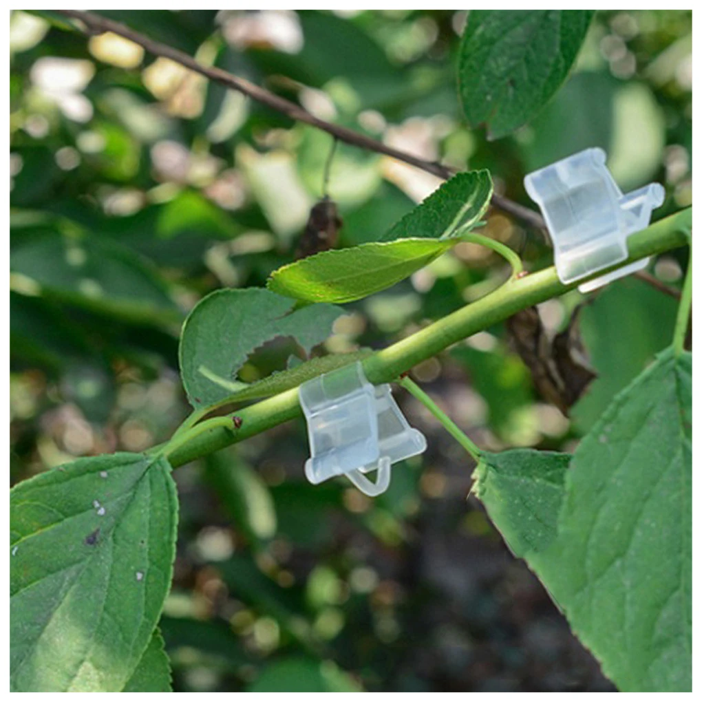 Caldo! 100 pezzi Clip per innesto di piante da frutto di verdure anguria fragola pomodoro mezzo morsetto di supporto trasparente accessori per il