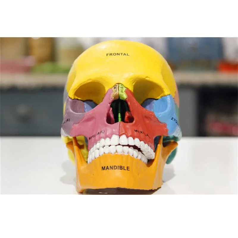 4D MASTER Colored Human Skull Bone Puzzle Assembling Toy Anatomical Model Medical Teaching