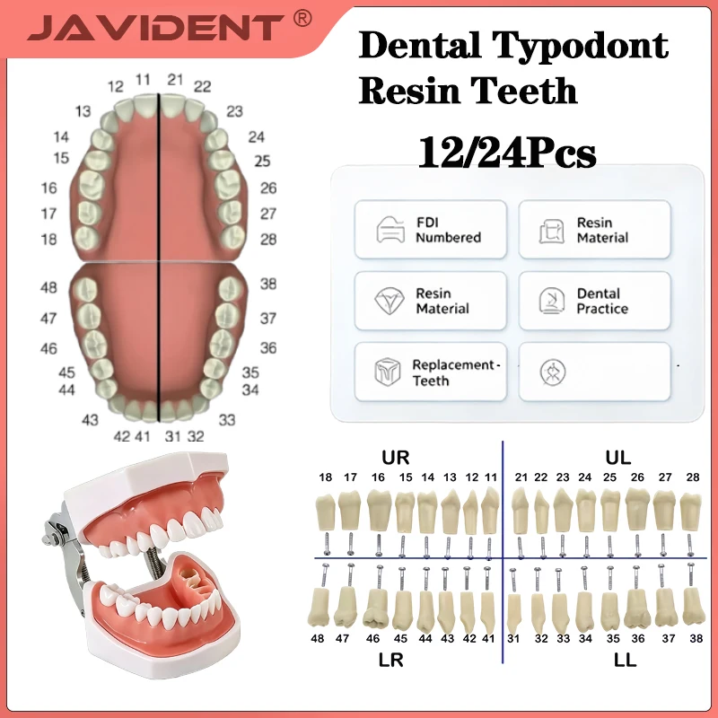 28/32 Pcs Typodont Replacement Teeth Screw-in Fit Kilgore NISSIN 200/500 Type Dental Removeable Dentist Teaching Training Model