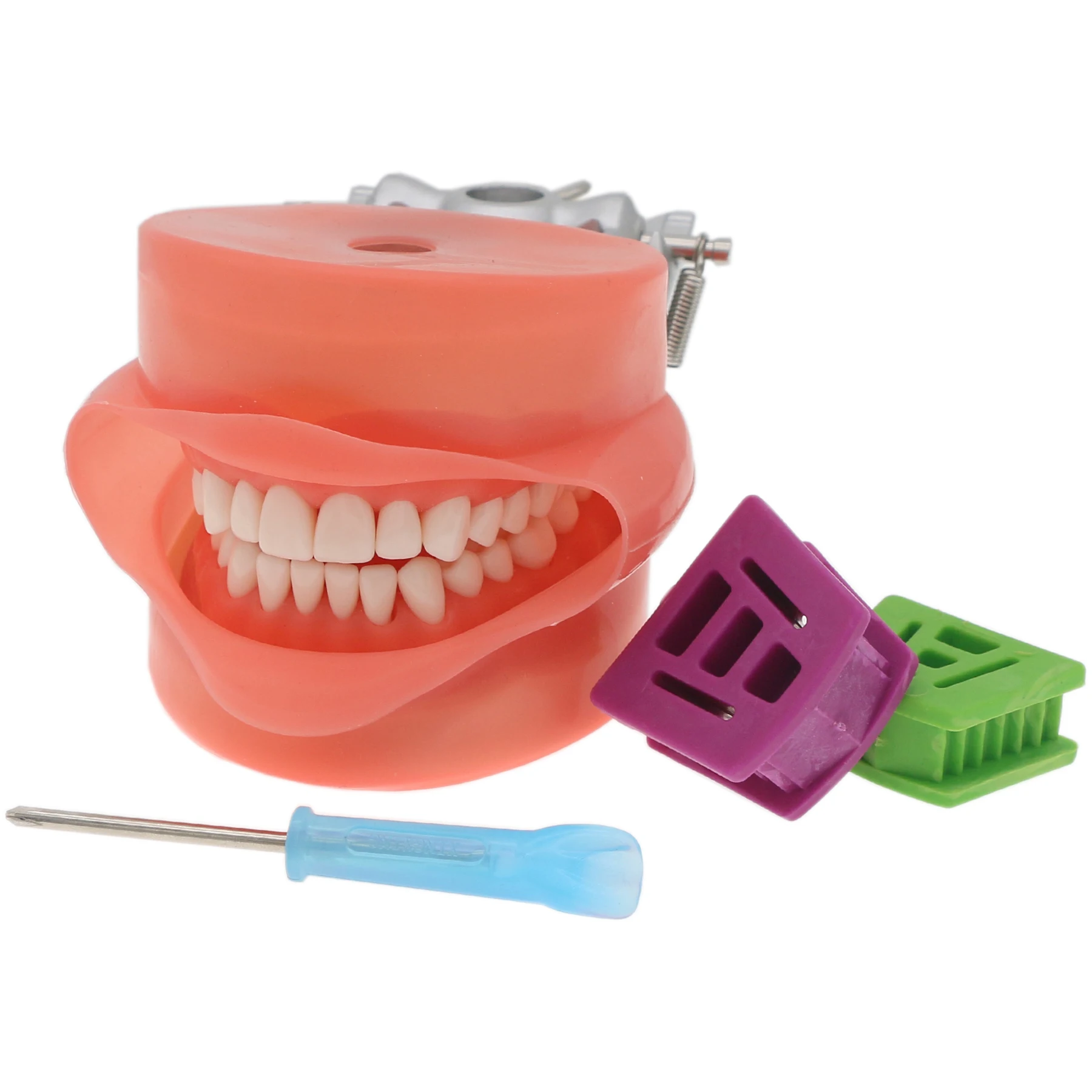 Dental Typodont Model with Removable Teeth for Kilgore NISSIN 200/500 Type, Anatomical Training Model M8011/M8012