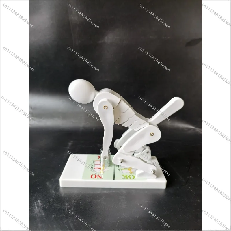 For Medical Teaching Model, Weightlifter Force Model with Base Bracket