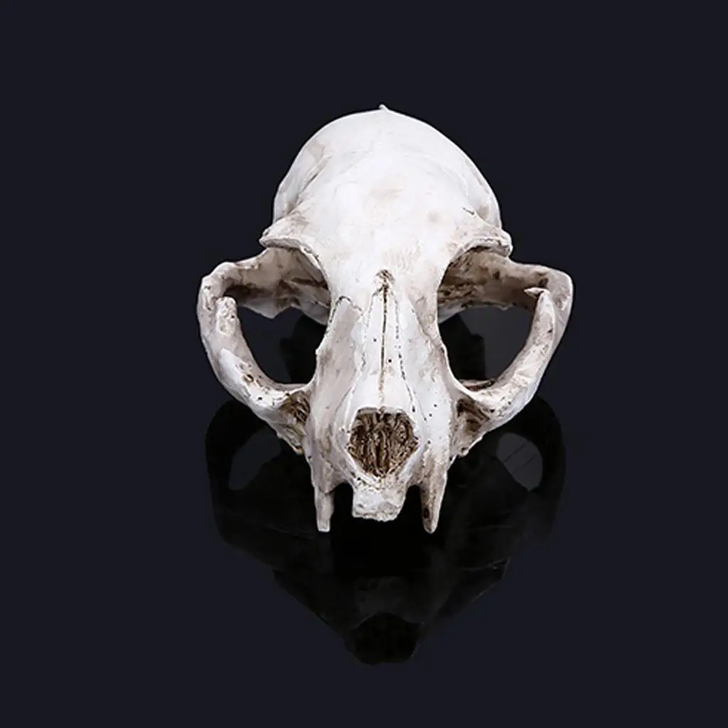 Collectible Cat Skull Replica Resin Craft Nautical Style Figurine for Home Party Decoration