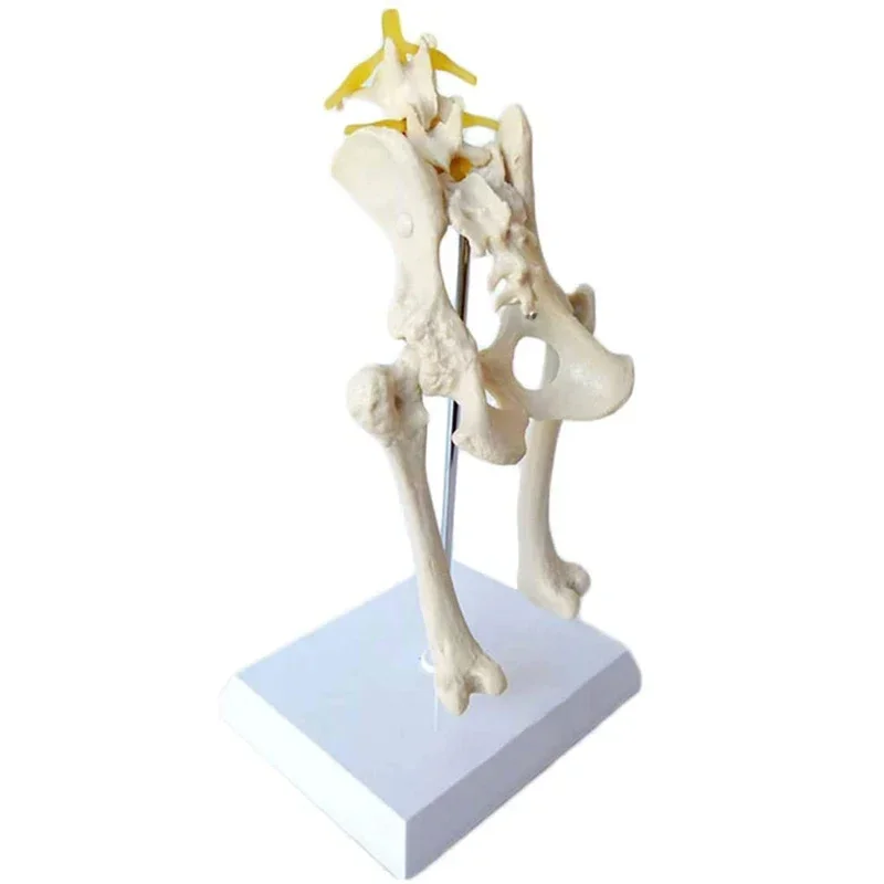 animal skeleton canine pet veterinary teaching Osteoporosis dog hip model dog skeleton
