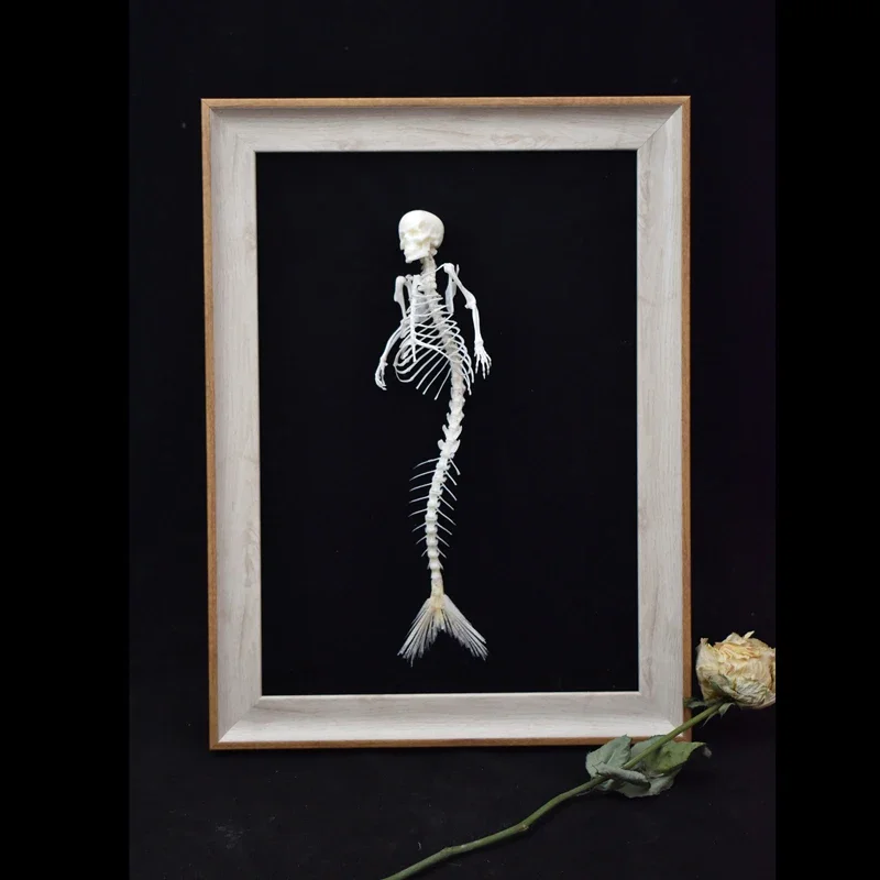 

2012 Original Real Mermaid Bone Tabletop Decoration Fish Mouse Bone Splicing Gothic Bone Specimen Decoration Birthday Gift