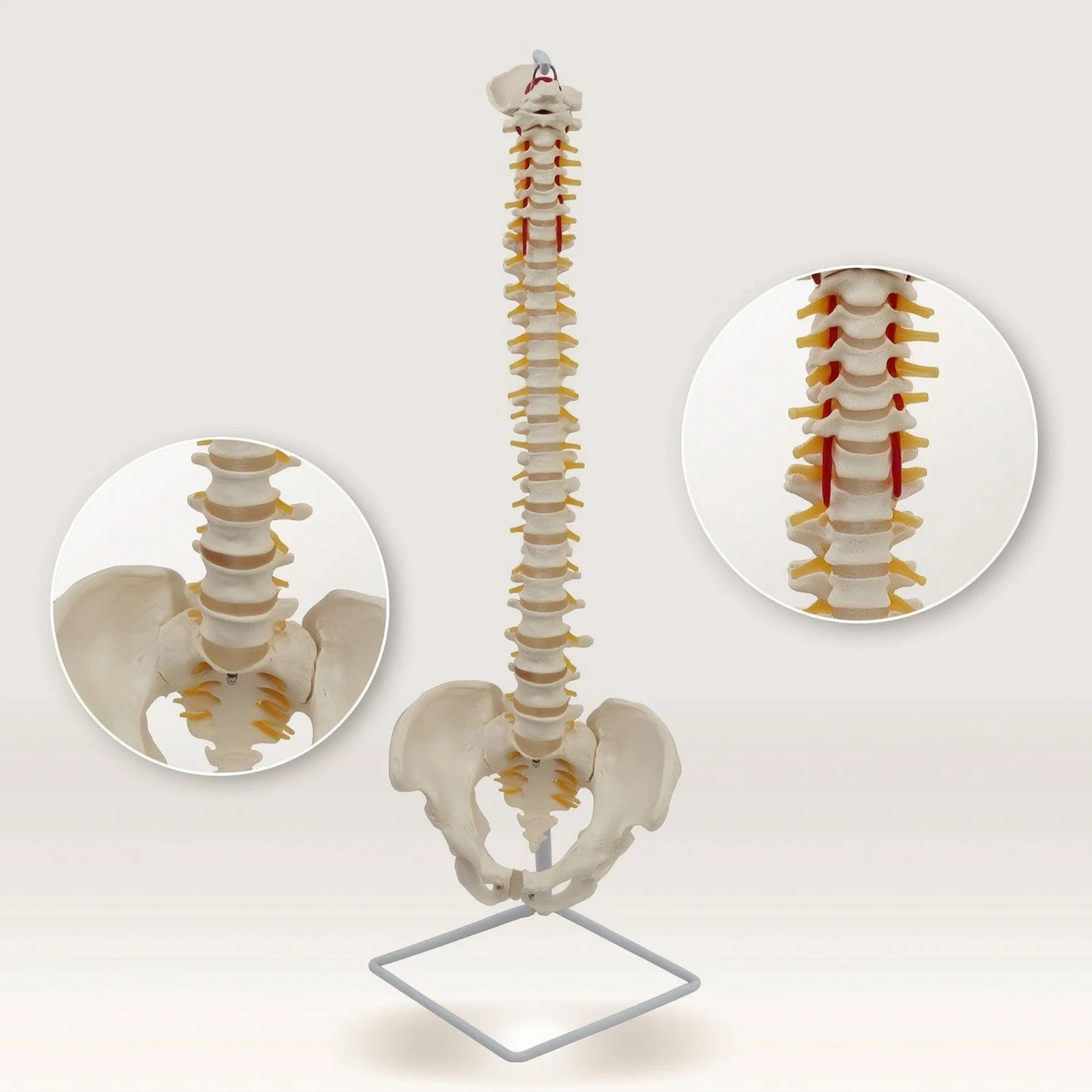 spine-model-with-pelvis-life-size-anatomical-spine-model-teaching-accurate-for-teachers-classroom-doctor-office